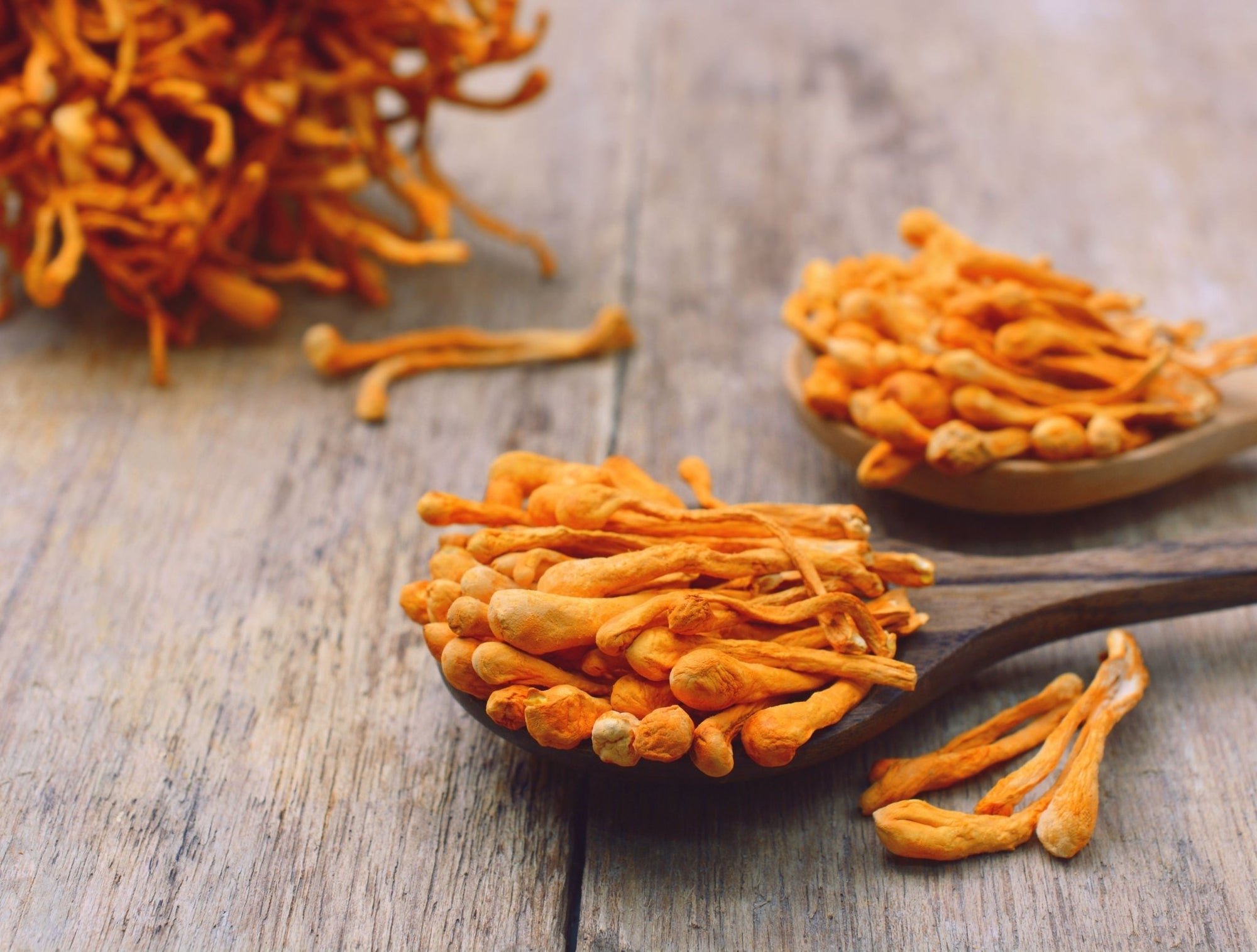 8 Best Cordyceps Mushroom Powders - jrny