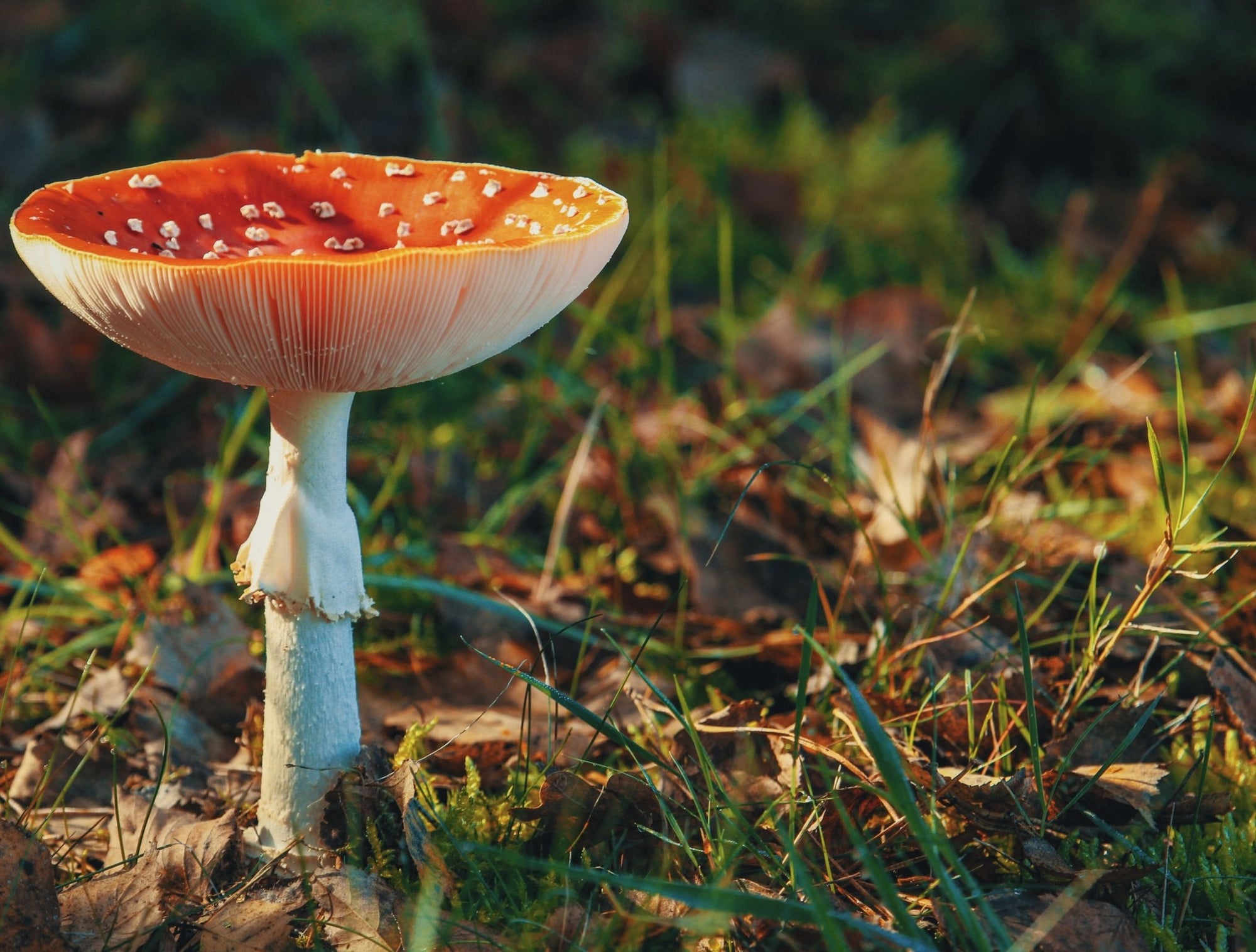12 Best Medicinal Mushroom Supplements UK - jrny