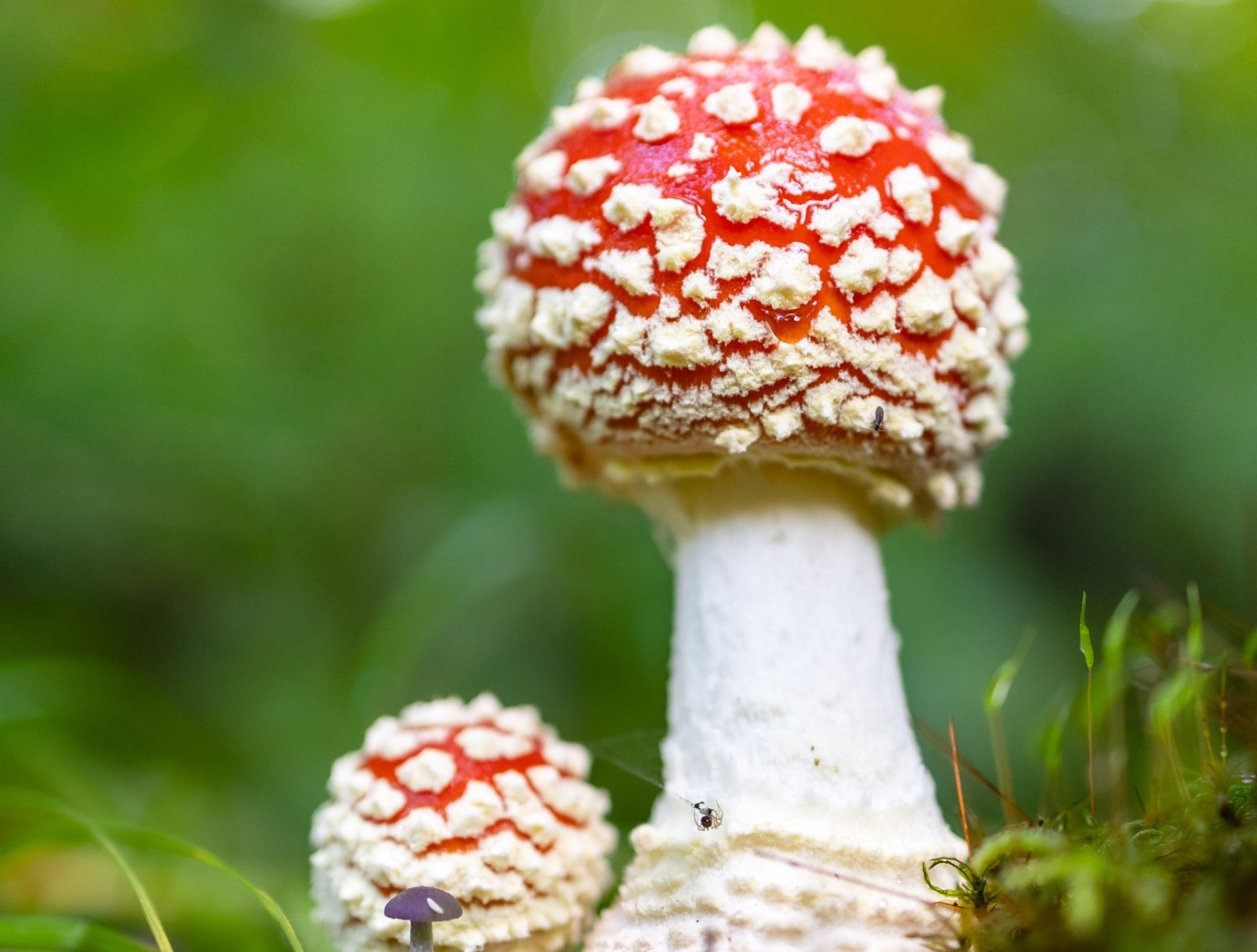 Mushrooms For ADHD - Help Manage Your Symptoms - jrny
