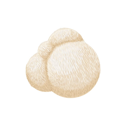 lions-mane-mushroom-icon