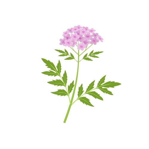 valerian-root-flower-icon
